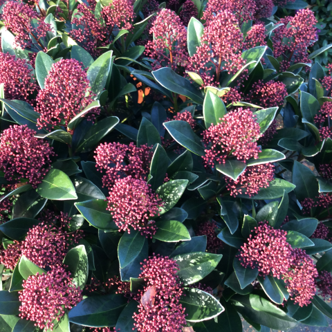 Skimmia japonica Rubella kopen Kalmthout